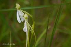 Habenaria longicorniculata